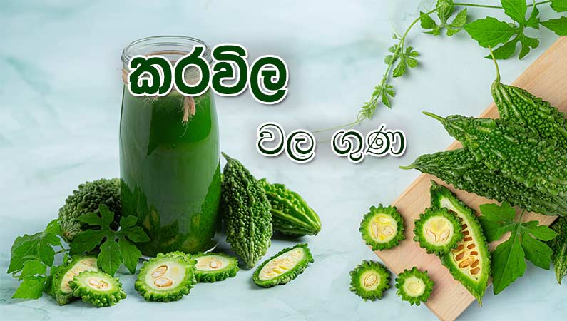 කරවිල ගැන දැනගනිමු.