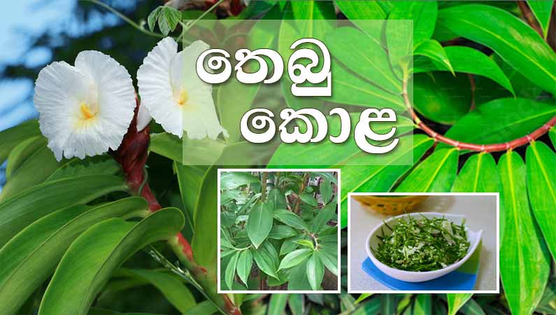 තෙබු කොළ