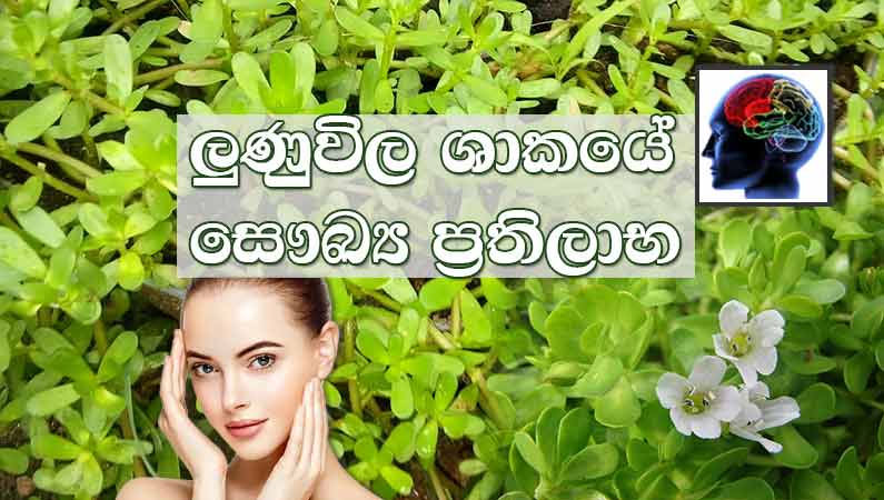 ලුණුවිල ශාකයේ සෞඛ්‍ය ප්‍රතිලාභ සහ භාවිතය