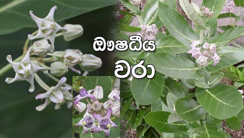 රෝග රැසකට ගුණ දෙන වරා