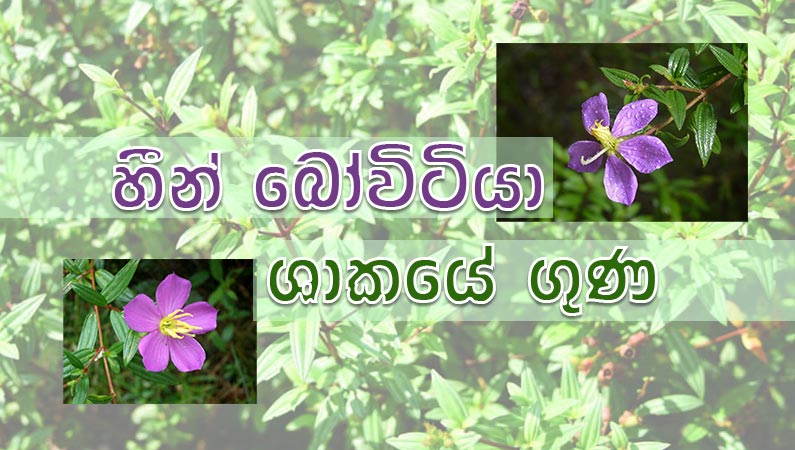 හීන් බෝවිටියාහි සෞඛ්‍ය ප්‍රතිලාභ හෙළිදරව් කිරීම.